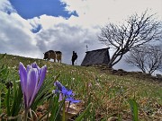 48 Crocus vernus (Crocus) e Scilla bifolia (Scilla silvestre) ai prati della Pigolotta di Valtorta 